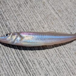 釣り場を転々と